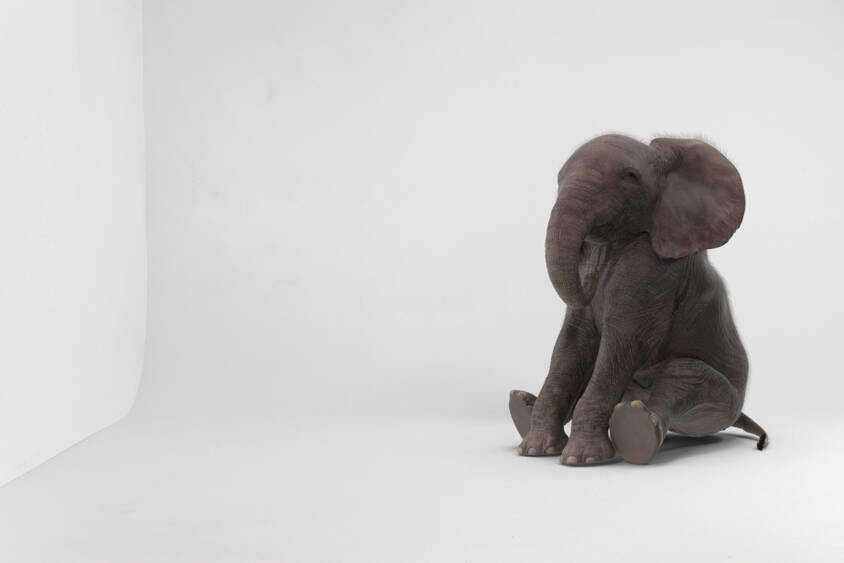 baby,elephant,sitting,in,white,room