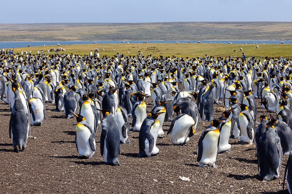 the,colony,of,king,penguins,with,grazing,sheep,at,volunteer