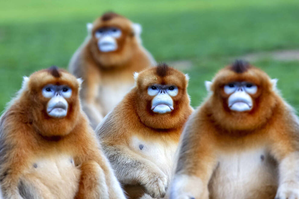 golden,monkey,posing,in,the,woods
