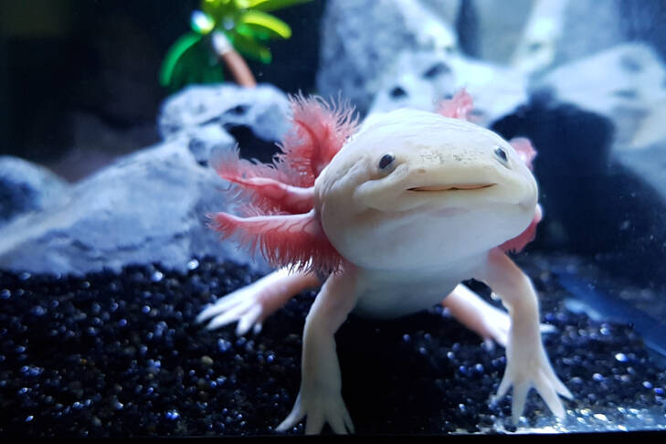 axolotl,aquarium,,salamander,,nature,,tank