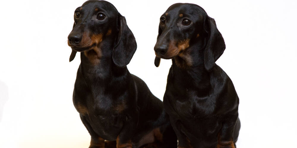a,pair,of,smooth coated,dachshunds,sit,isolated,on,white