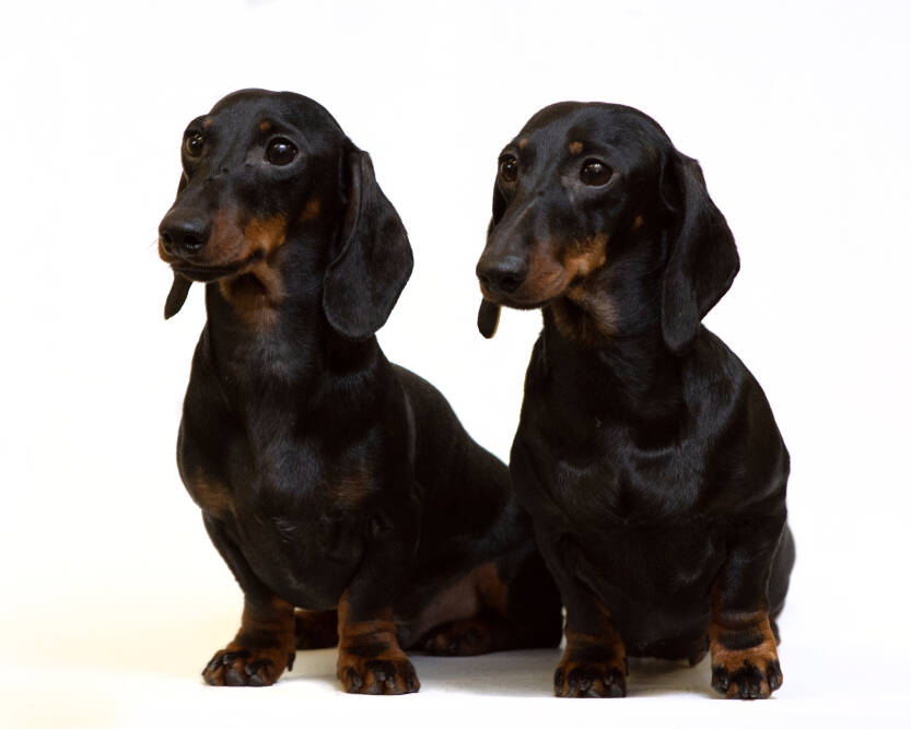a,pair,of,smooth coated,dachshunds,sit,isolated,on,white