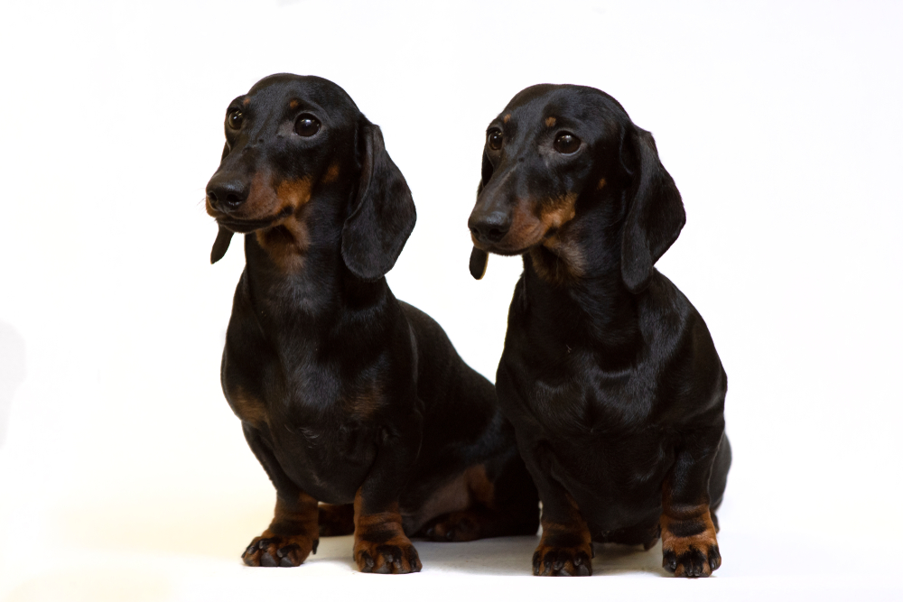 a,pair,of,smooth coated,dachshunds,sit,isolated,on,white