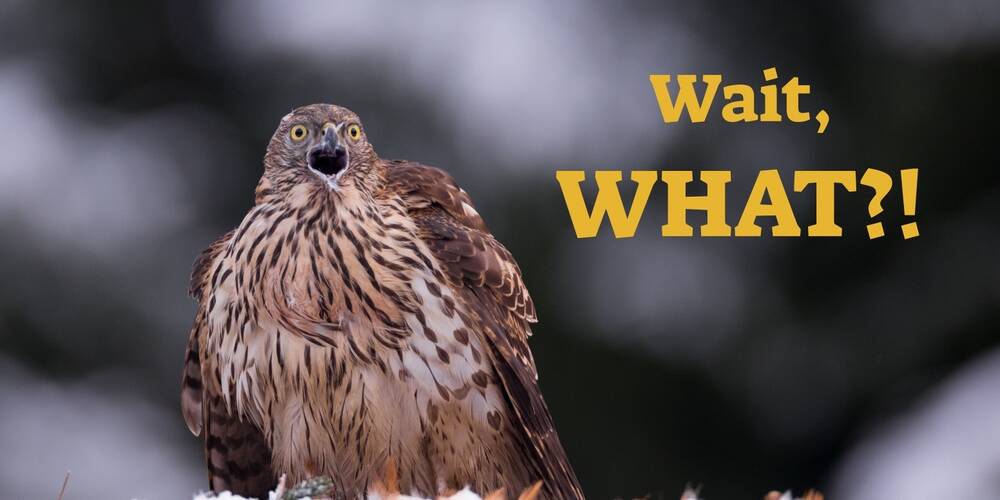 funny,memes,,bird,shocked,and,surprised,face,saying,