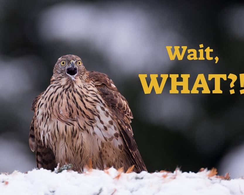 funny,memes,,bird,shocked,and,surprised,face,saying,