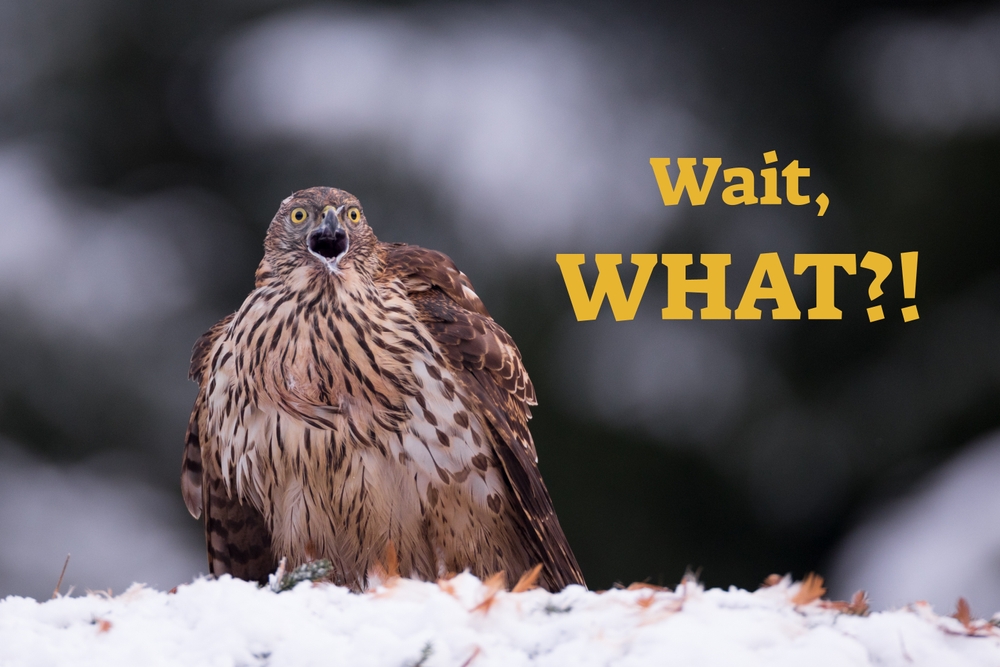 funny,memes,,bird,shocked,and,surprised,face,saying,